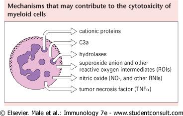 Citotóxicidad en células mieloides -
