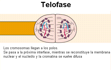 Telofase: La dotación de cromosomas se agrupa en los polos y éstos se comienzan a descondensar y