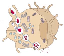 Barreras Fagocíticas, Endocíticas e Inflamatorias Componentes Barreras Fagocíticas y Endocíticas Mecanismos - Fagocitosis, muerte y digestión de gérmenes por células fagocíticas.