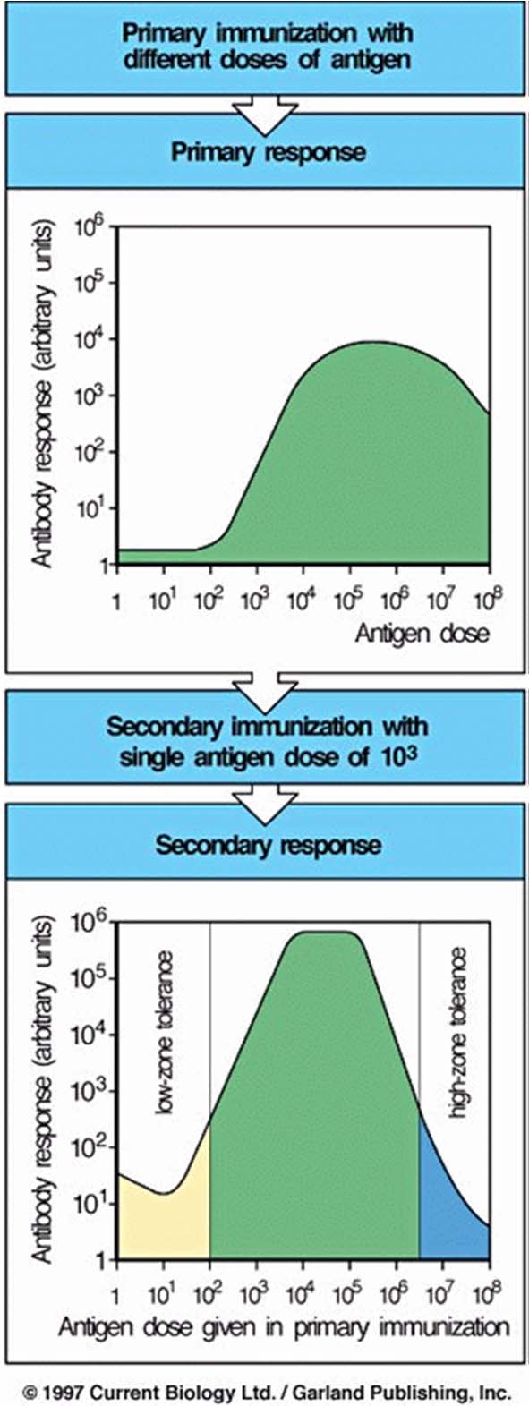 Inmunización Primaria con diferentes dosis de Ag Respuesta Primaria Aumenta la eficacia y la eficiencia del sistema Dosis de antígeno