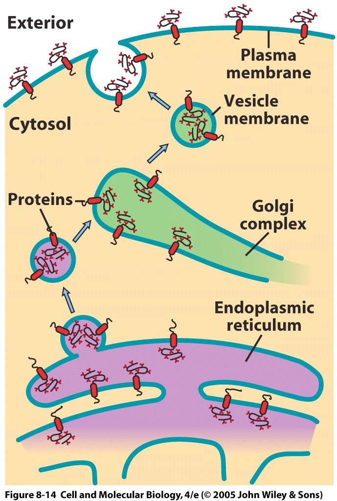 MANTENIMIENTO DE LA ASIMETRÍA DE LA MEMBRANA Las membranas del retículo, del aparato de Golgi y de las vesículas de secreción presentan los oligosacáridos (unidos a las proteínas o a los lípidos de