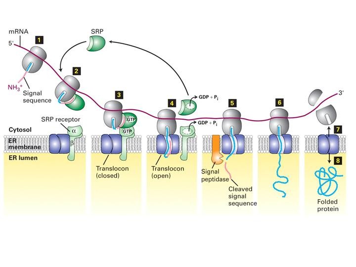 SÍNTESIS DE PROTEÍNAS LISOSOMALES O PROTEÍNAS DE SECRECIÓN EN EL RER Las proteínas sintetizadas en el RER tienen en su extremo amino un péptido señal que es reconocido por una partícula de