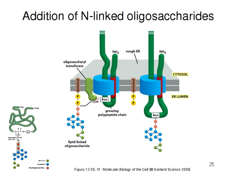 GLICOSILACIÓN DE PROTEÍNAS EN EL RER Consiste en unir un oligosacárido a la cadena polipeptídica que se está sintetizando.