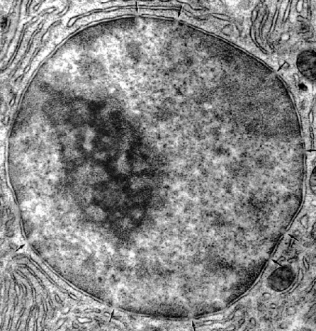 Células eucariotas Estas células se caracterizan por tener una membrana plasmática, que rodea a un citoplasma, en el que se encuentran un sistema endomembranoso, orgánulos productores de energía y
