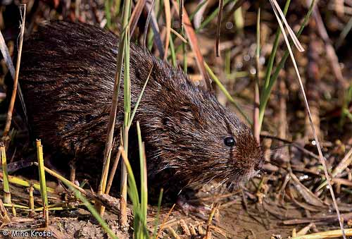 Seguimiento de rata de agua (Arvicola sapidus) La rata de agua (Arvicola sapidus) es una especie de vida acuática a la que normalmente se considera ligada a cursos de agua lenta y nivel constante, o