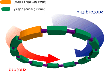 Idea esquemática de acelerador circular = colisionador de partículas Curvan trayectorias Aceleran partículas