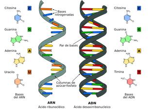 BASE MOLECULAR DE LA HERENCIA NUCLEOTIDOS Son los monómeros de los ácidos nucleícos (ADN y ARN) en los cuales forman cadenas