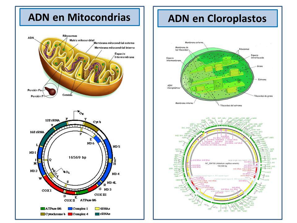 ADN COMO MATERIAL HEREDITARIO Los dos orgánulos con ADN, que son las mitocondrias (y los cloroplastos, en