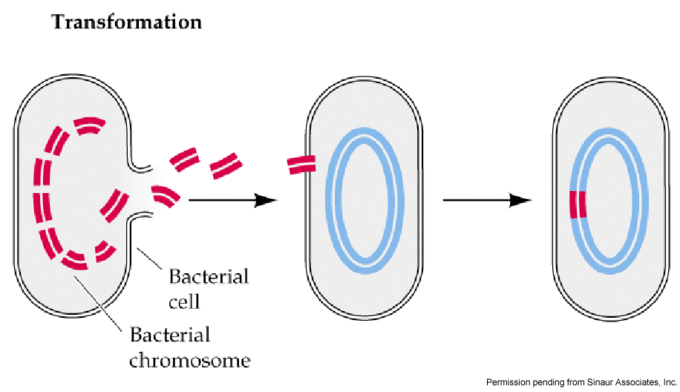 TRANSFORMACION BACTERIANA Es la alteración genética de una bacteria resultante de la absorción directa, incorporación y expresión de