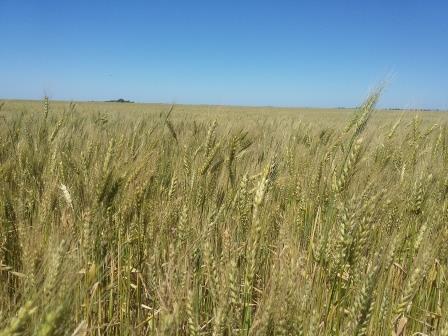 1 2 3 Fotos 1) Lote de trigo en pleno llenado de granos. Darregueira, Bs. As. (21-11-16) 2) Cuadro de cebada iniciando el llenado de granos. Carhué, Bs. As. (22-11-16).