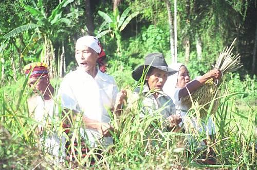 Los cantos Hudhud de Ifugao (Filipinas) Las mujeres cantaban en los campos Renato Rastrollo/ NCCa- ICH/UNESC O Bien conocido por sus terrazas de arroz y un amplio conocimiento del cultivo del arroz,