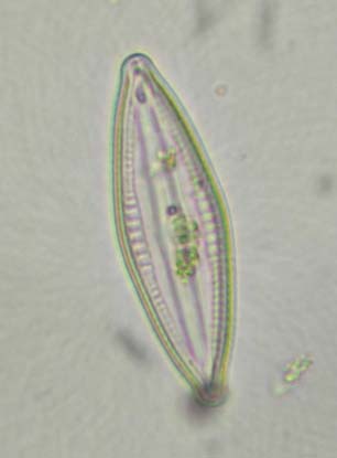 Desembocadura del Guadalhorce En el período estival, el fitoplancton en la laguna Grande estuvo representado por unas pocas especies, dominando en la comunidad las clorofitas con un porcentaje del