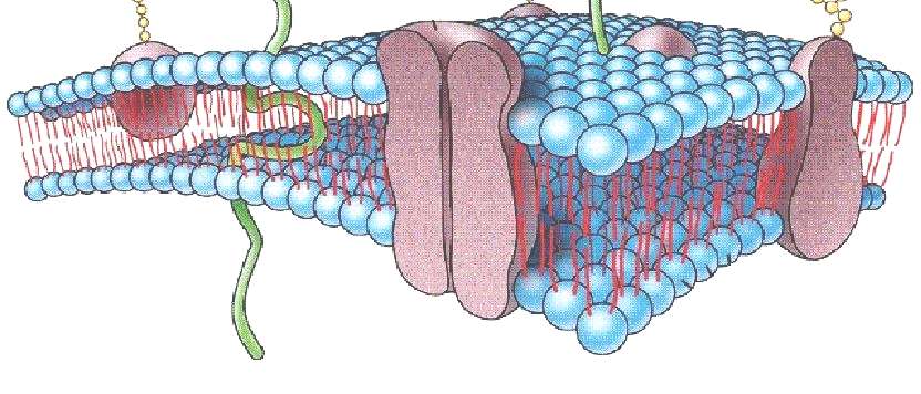 II. ESTRUCTURA Y FUNCIÓN DE MEMBRANAS 1. Componentes de las membranas biológicas 2.