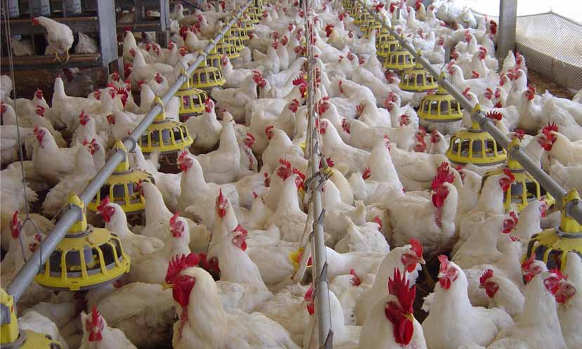 Carne de aves Un campo fértil para sus inversiones y el desarrollo de sus exportaciones Dirección General de
