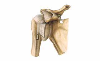 TRIBUNA MÉDICA El hombro es el complejo articular con más movilidad del organismo, y está integrado por un grupo de 5 articulaciones: Articulación esternoclavicular Articulación acromioclavicular
