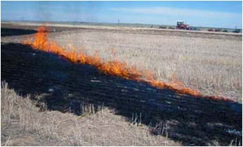Qué tipos de cultivos están siendo quemados?
