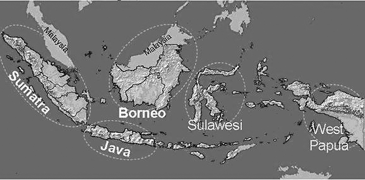 2. Els orangutans de Sumatra i de Borneo són les dues espècies de l arbre evolutiu anterior que presenten una similitud més gran entre els genomes respectius, un 0,997.