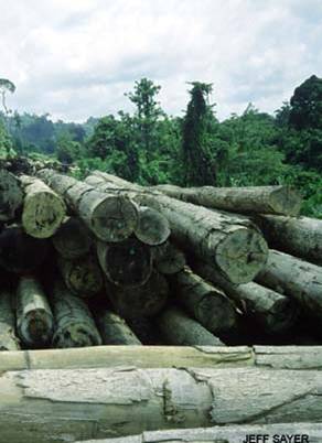 Desafíos diversos y contradictorios para las industrias forestales globalizadas (1) Desafíos en materias ambientales: Las presiones han provenido, tradicionalmente, desde los consumidores y del