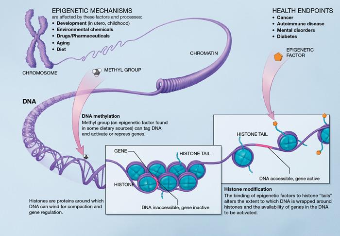Mecanismos en epigenética: desarrollo intrauterino e infancia químicos en medio ambiente drogas y productos farmacéuticos Envejecimiento Dieta Epigenética: 1. Cáncer 2. Enf.Autoinmunes 3. Enf. Mentales 4.