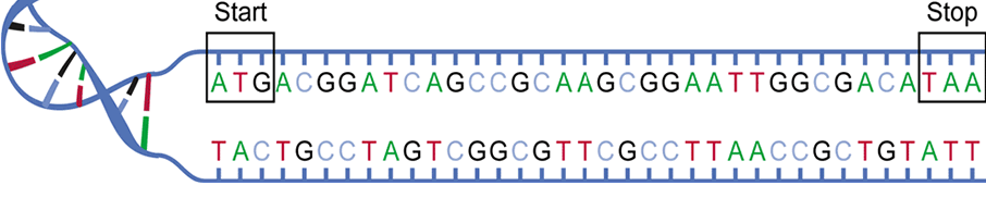 Gen Gen: secuencia de ADN compuesta por nucleótidos (A,T,G,C) donde está la información para la síntesis de las proteínas.