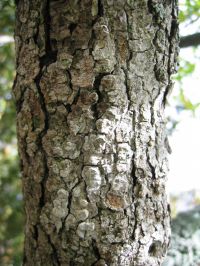 Acer momspessulanum Arce de Mompellier Es un árbol ornamental, que presenta una coloración rojiza en otoño, muy apreciada en el diseño de parques y jardines.