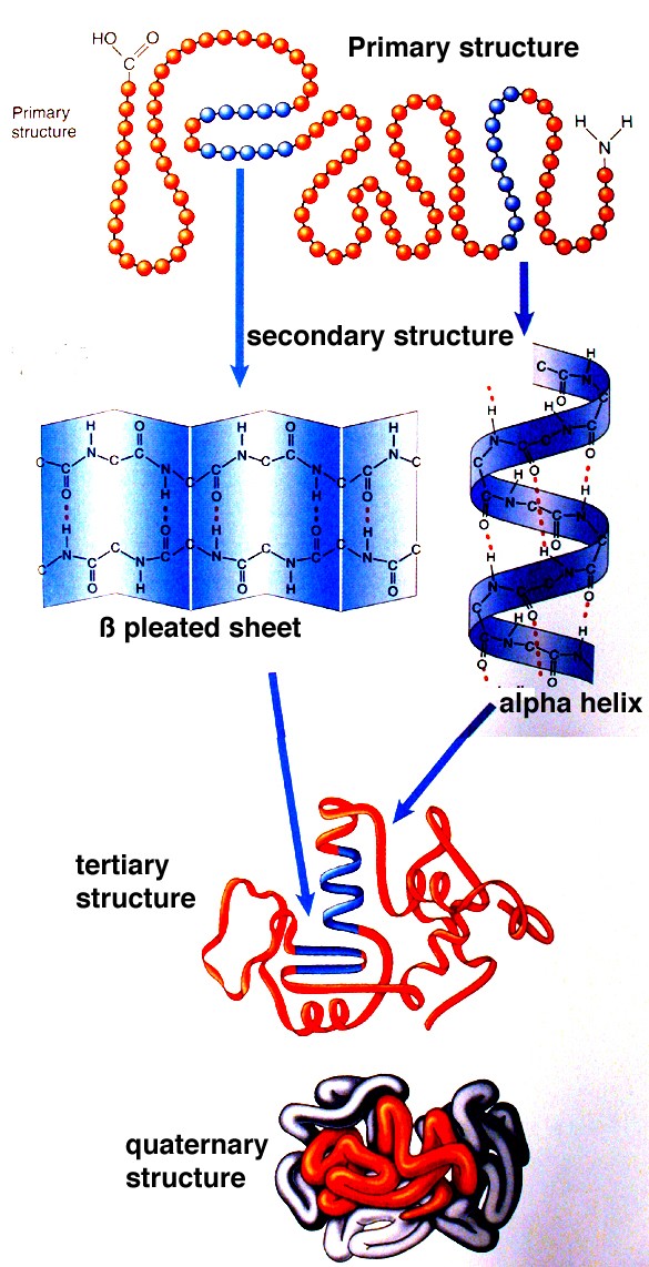 ESTRUCTURA DE LAS PROTEÍNAS. La conformación de una proteína responde a cuatro niveles estructurales: 1- estructura primaria es la secuencia de aminoácidos de la proteína.