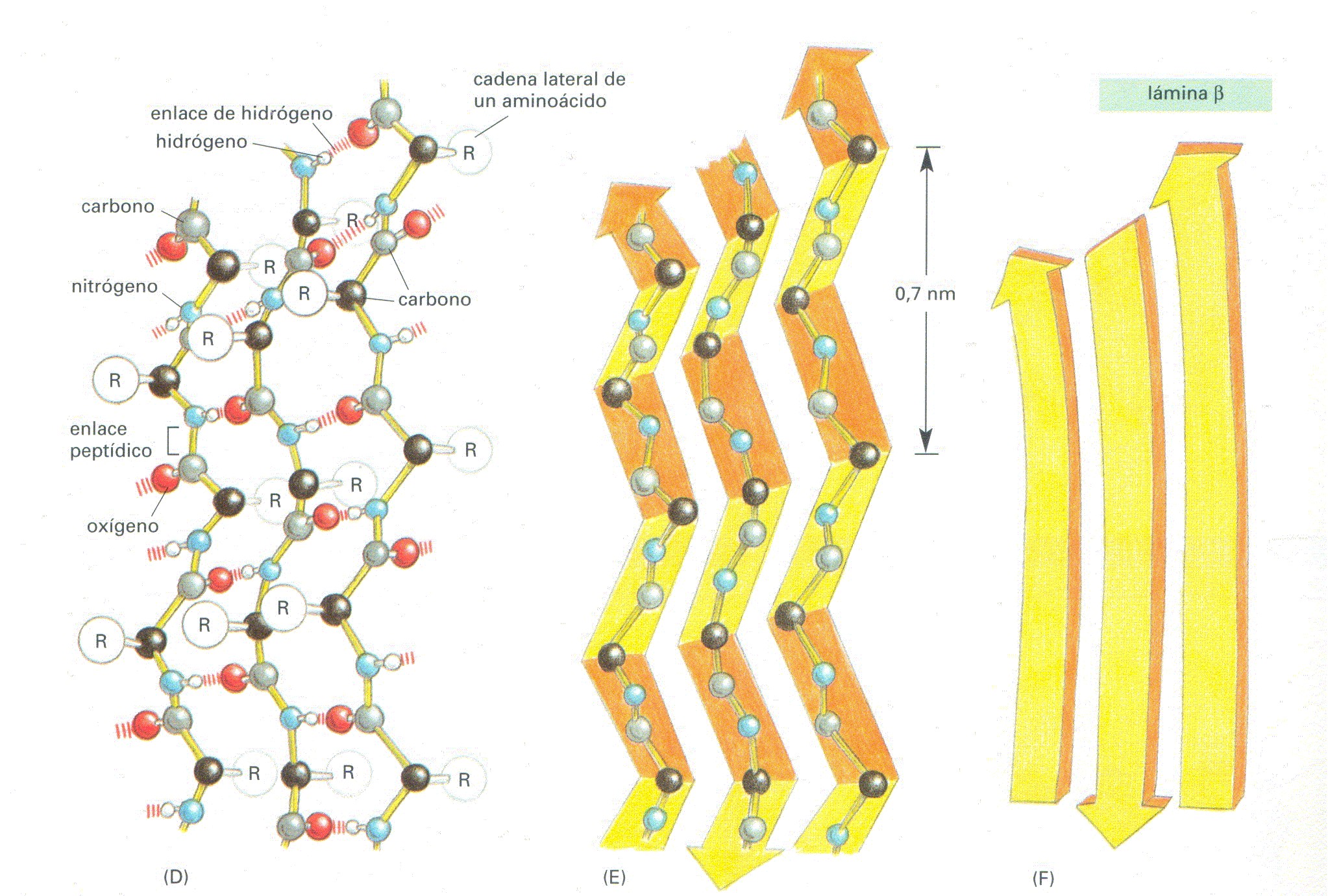 REPRESENTACIÓN ESQUEMÁTICA DE LAS ESTRUCTURAS SECUNDARIAS DE HÉLICE α Y LÁMINA β En proteínas grandes, las cadenas β se representan en forma de cinta