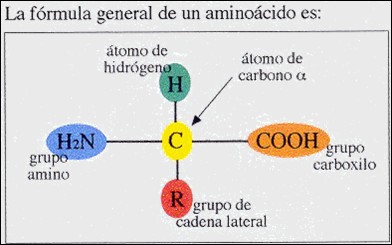 AMINOÁCIDOS: LOS MONÓMEROS DE LAS PROTEÍNAS Los aminoácidos son moléculas sencillas, con una estructura general que presenta: 1- Una parte común, con un grupo