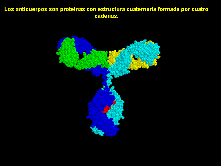 ESTRUCTURA CUATERNARIA Esta estructura la poseen aquellas proteínas que están compuestas por la asociación de dos o mas cadenas polipeptídicas iguales o distintas.