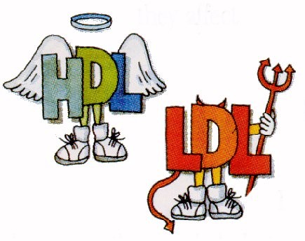 LIPOPROTEÍNAS HDL Y LDL: COLESTEROL BUENO Y COLESTEROL MALO Las lipoproteínas LDL transportan el colesterol desde el hígado a todos los tejidos y las HDL transportan el colesterol sobrante de vuelta