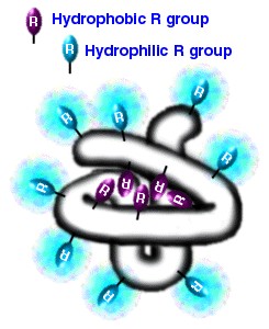 SOLUBILIDAD (I) Las proteínas fibrosas suelen ser insolubles en agua, mientras que las globulares generalmente son solubles en medios acuosos donde, debido a su