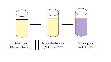 RECONOCIMIENTO DE PROTEÍNAS MEDIANTE EL REACTIVO DE BIURET El Reactivo de Biuret es aquel que detecta la presencia de proteínas, péptidos cortos y otros compuestos con dos o más enlaces peptídicos en