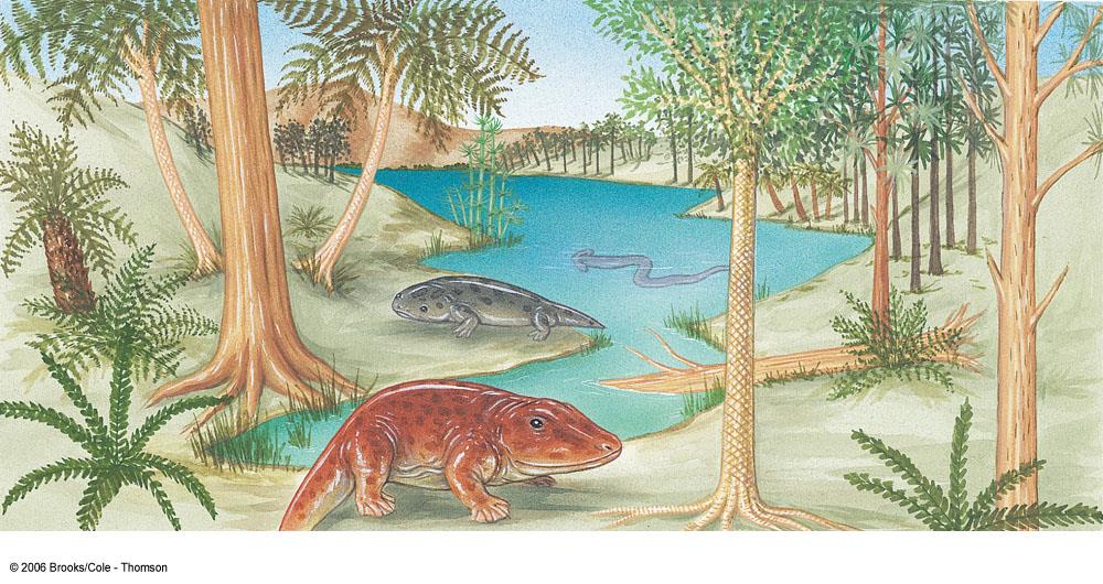 Periodo Carbonífero (345 m.a. 280 m.a.) En los mares vivían peces muy similares a los actuales.