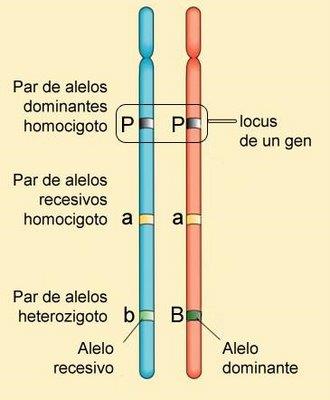 Ítem Alternativa Defensa 1 E La definición de genes alelos involucra varios aspectos. Por ejemplo, se ubican a un mismo nivel en un par de cromosomas homólogos, es decir, ocupan el mismo locus.