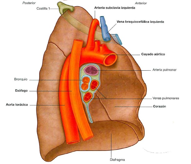 En ese nivel coincide con el paso del cayado de la aorta y la disyunción de la traquea en los dos bronquios pulmonares) pero a partir de ahí el esófago va a enderezarse para irse hacia la izquierda.