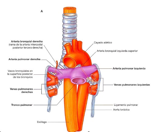 Lo más llamativo del pulmón izquierdo es que por debajo del pedículo pulmonar tenemos una gran excavación, esta excavación es provocada por el corazón.