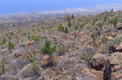 Programas de baja intensidad: variación adaptativa entre procedencias Supervivencia (sequía) Pinus canariensis Diferencias 30 % entre mejor y peor procedencia. No relación con el crecimiento.
