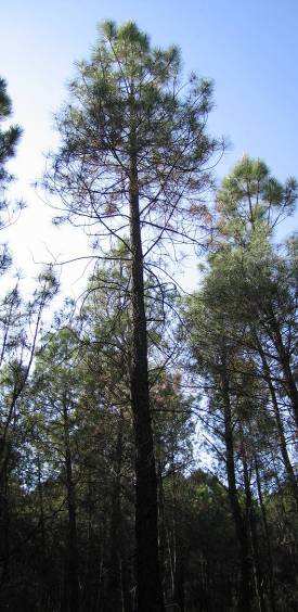 Programas de baja intensidad: variación adaptativa entre procedencias Caracteres de forma Pinus pinaster: diferencias muy significativas entre procedencias en