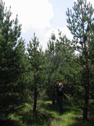Mejora por selección individual 1/ Pinus sylvestris proc. Sª de Guadarrama (15 años) Heredabilidad volumen del fuste: 0.