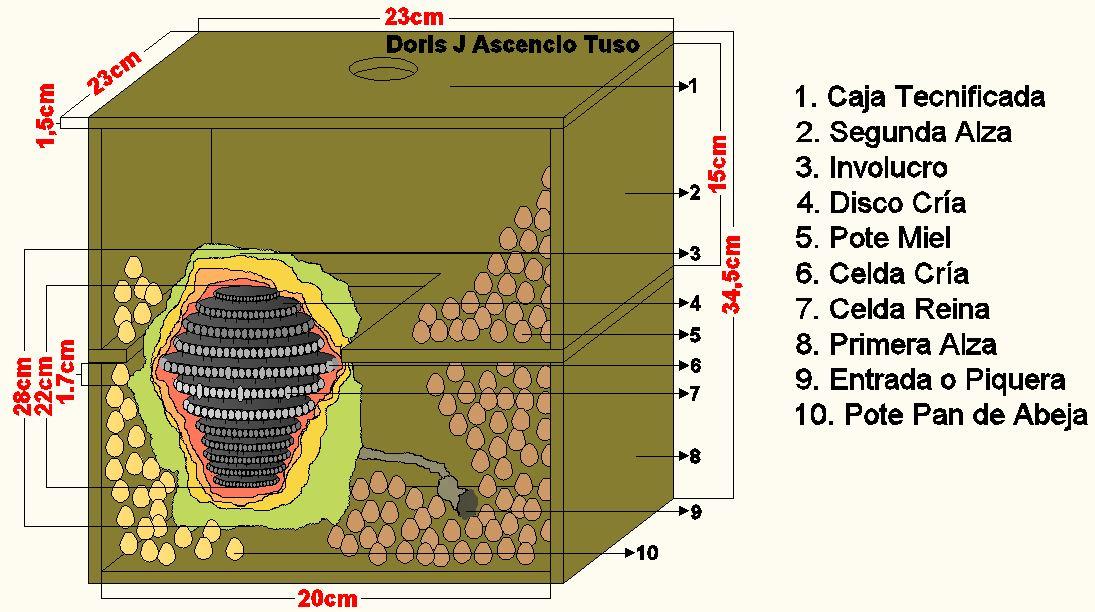 Análisis y Discusión de Resultados 103 Figura 4-6: Esquema descriptivo de ubicación de nido de la especie de abeja sin aguijón T. angustula, en una colmena semi-tecnificada.