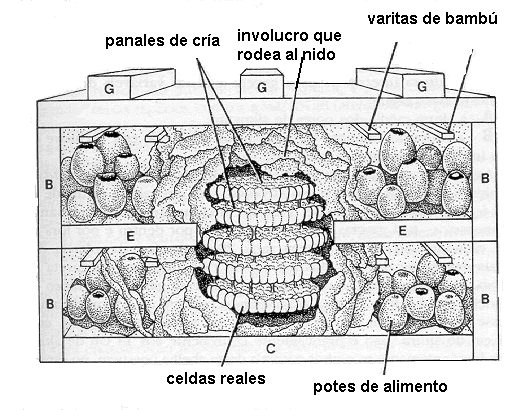 EVALUACIÓN DE LOS CAMBIOS PRE Y POSTCOSECHA DE LA MIEL DE ESPECIES DE ABEJAS SIN AGUIJÓN 27 transversal del diseño de colmena para abejas sin aguijón desarrollado por (Noguera- Neto, 1970).