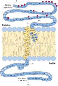 Las partes de la proteína que se introducen en la membrana tienen naturaleza hidrofóbica y sirven para anclar toda la proteína en la membrana.