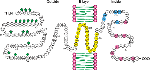 Introducción Las proteínas se asocian con la bicapa lipídica mediante formas variadas Para separar proteínas integrales de la membrana lipídica se necesita un tratamiento agresivo detergentes Para