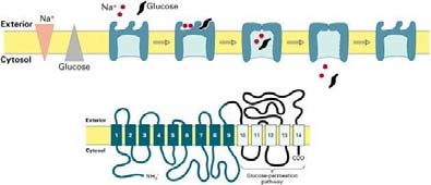 Un ejemplo de uniportador: GLUT1 transporta glucosa al interior de la mayoría de las células de mamífero Dos estados conformacionales Dos sitios de fijación para glucosa El movimiento se puede