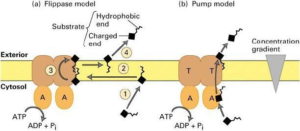 Transporte activo mediante bombas impulsadas por ATP Bombas iónicas de clase P: ATPasa Na + /K +, ATPasa de Ca ++ Bombas F (mitocondrias) y V (lisosomas): Bombeo de H +. Gradiente electroquímico.