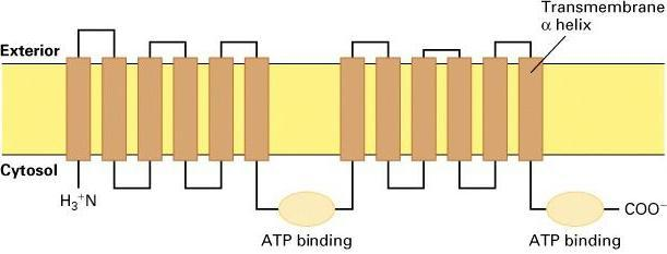 Superfamilia ABC (ATP Binding Casette) Modelo estructural de un transportador ABC de mamífero: la proteína de resistencia a múltiples fármacos (MDR1) Posibles mecanismos de acción de la proteína MDR1