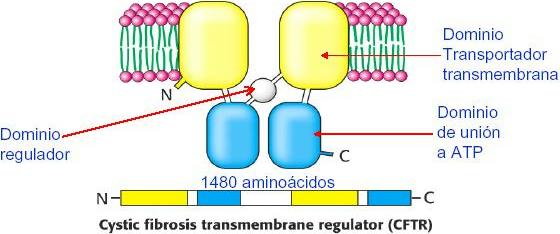 Proteína reguladora para la conductancia transmembrana de la fibrosis quística (CFTR) (transportador ABC) La fibrosis quística es la enfermedad hereditaria (autonómica recesiva) más común y letal