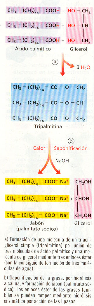 3.3 Triacilgliceroles o grasas Reciben el nombre de triacilglicéridos, triglicéridos o grasas y resultan de la esterificación de una molécula glicerol o glicerina (propanotriol) con tres moléculas de