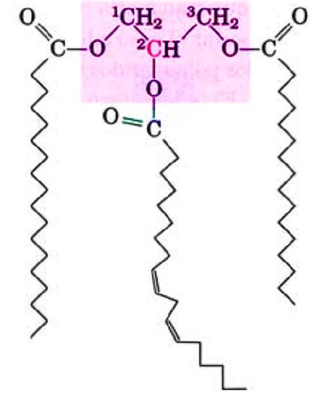 Los Triacilglicéridos pueden ser: Simples: si los 3 AG son iguales. Ejemplo tripalmitina, trioleína, triestearina, etc.