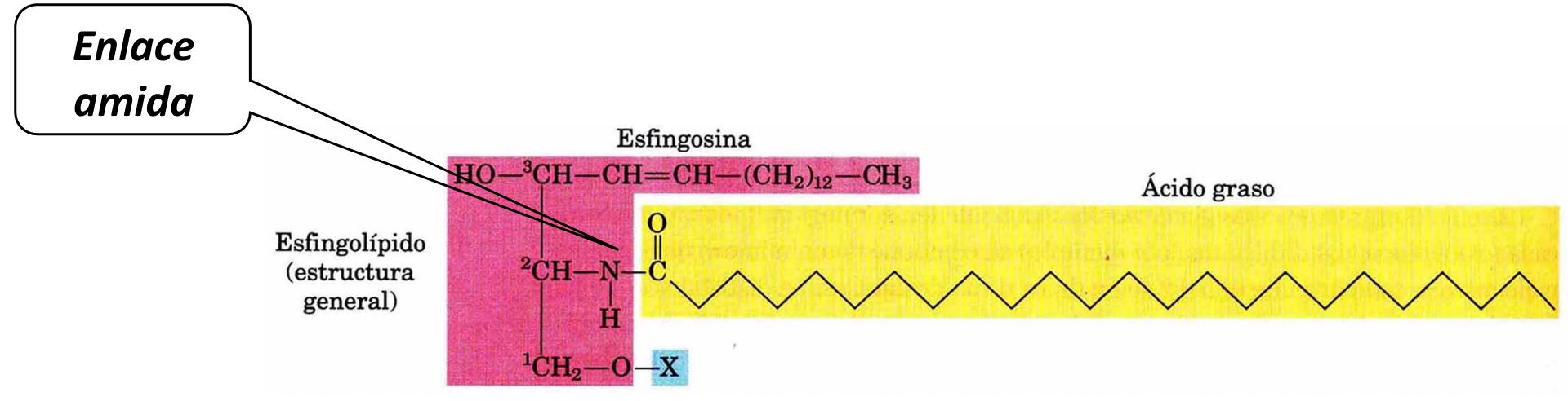 A diferencia de los fosfoglecéridos, no contienen glicerol. Están formados por el aminoalcohol de cadena larga llamado Esfingosina.